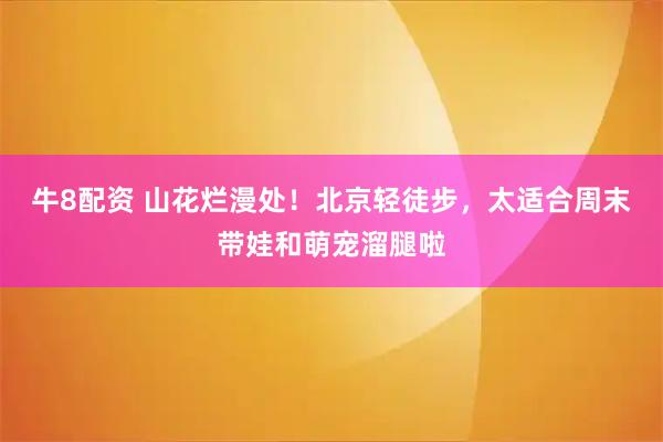 牛8配资 山花烂漫处！北京轻徒步，太适合周末带娃和萌宠溜腿啦